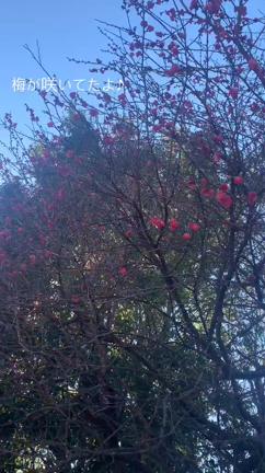 １月ウォーキング部レポ＆２月告知♪の記事動画