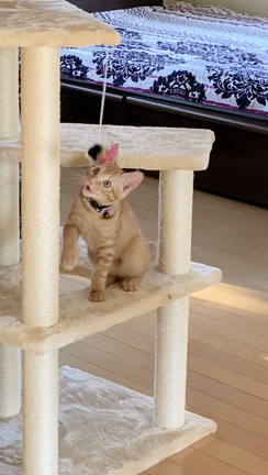 お休み真っ最中...♪*ﾟの記事動画