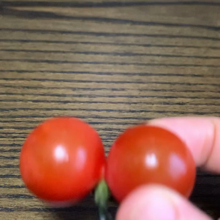 奇跡の木「モリンガ」新たに注目される！の記事動画