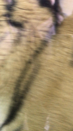 イケてなかった動物園の記事動画