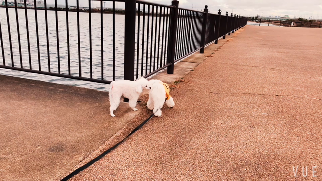 ドッグラン動画vol.1917の記事動画