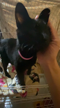 《アン》保護した負傷黒猫ちゃんの記事動画