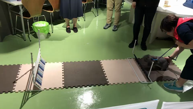雷牙がお月様に旅立ってしまいましたの記事動画