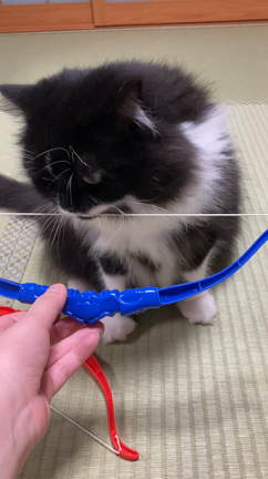 ロアの好きなこと（弓矢ぶんぶん）の記事動画