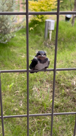 巣立ち。の記事動画