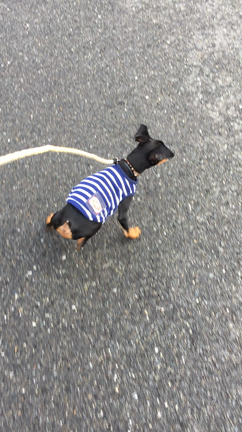 初散歩の記事動画