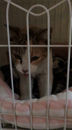 可愛い三毛ちゃん、新たな出発！の記事動画