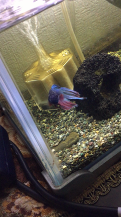 ペットロス Yukkiのキラキラあがる オフィシャルブログ