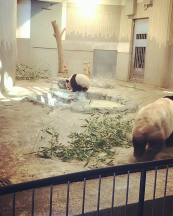 シャンシャンの記事動画