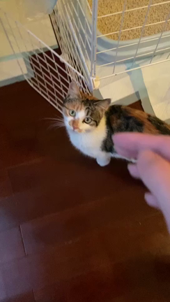 猫ちゃん達の里親さんを探していますの記事動画