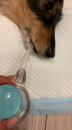 寝たきり犬への水の飲ませ方 Inouekanonのブログ