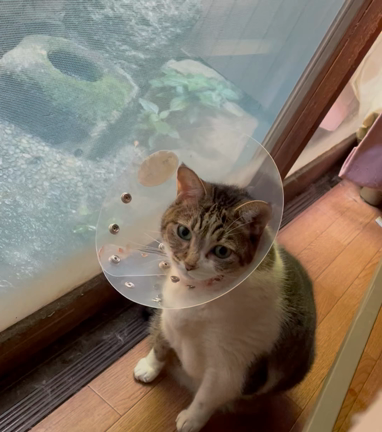 「そもさん」と「エリザベス」の記事動画