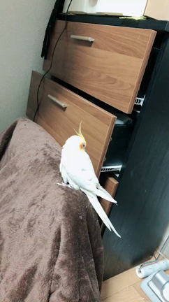 皆さまこんばんは^_^の記事動画