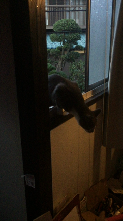 野良猫部屋に侵入の記事動画