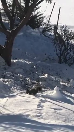 北海道に行ってきました＼(^o^)／の記事動画