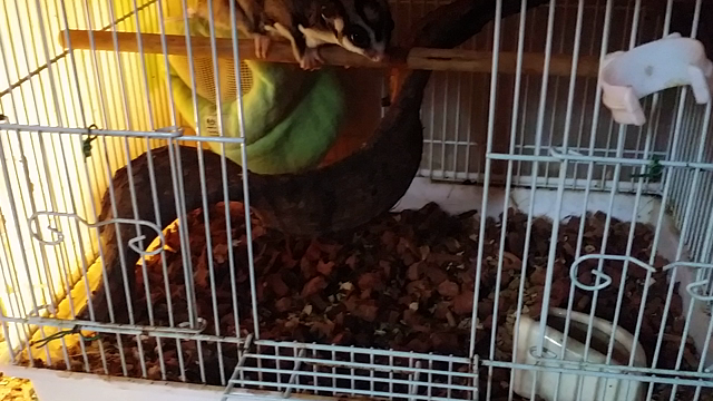 フクロモモンガの記事動画