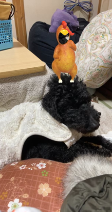 ひな祭りダンスの記事動画