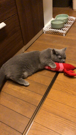 猫の蹴りぐるみ(=^ェ^=)の記事動画