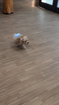 9月のパピー教室の記事動画