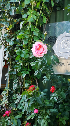 夏バラの記事動画