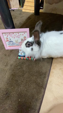 お雛様の記事動画