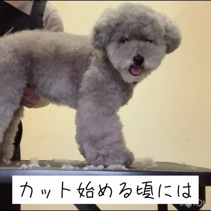 ⸜6/23 ☆ お客様わんちゃんのご紹介⸝の記事動画