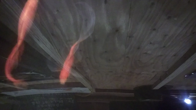 これって新種？の記事動画