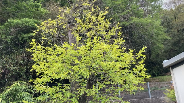 毛虫いっぱいの記事動画