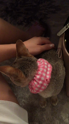 映画の記事動画