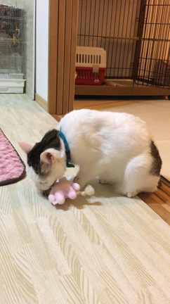 ウンベラータは危険 ねこランド Amly