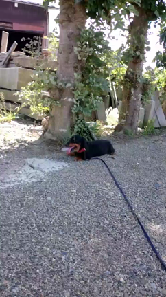 穏やかなお休みですの記事動画