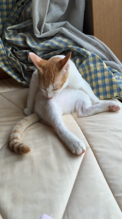 愛くるしいルパン動画の記事動画