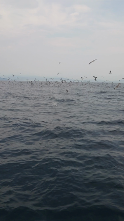 鳥山の記事動画