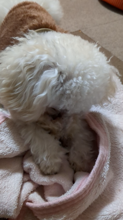 ブランケットをもみもみするこむぎさん。の記事動画