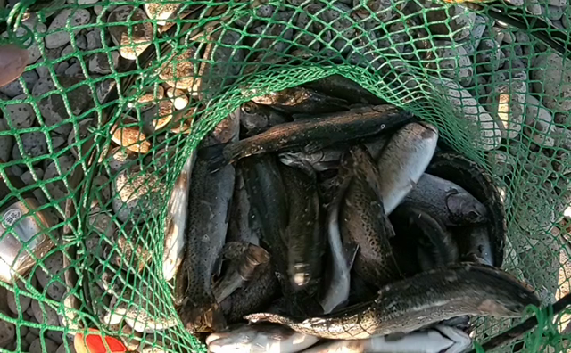 エリアトラウトリベンジ！の記事動画