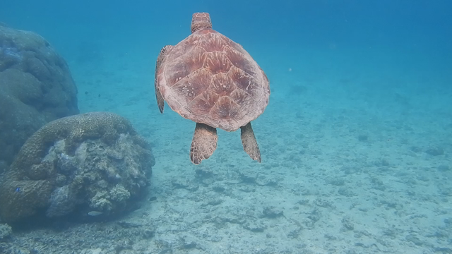 宮古島マリンサービスの記事動画