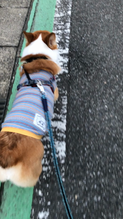 白線歩きのコーギーの記事動画