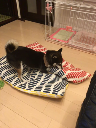 生きてますよ〜٩( ᐛ )وの記事動画