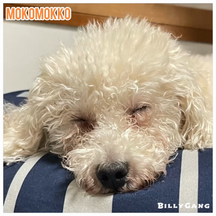 だいぶ涼しいですね〜の記事動画