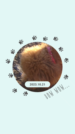 ２度目のギャ〜✧の記事動画