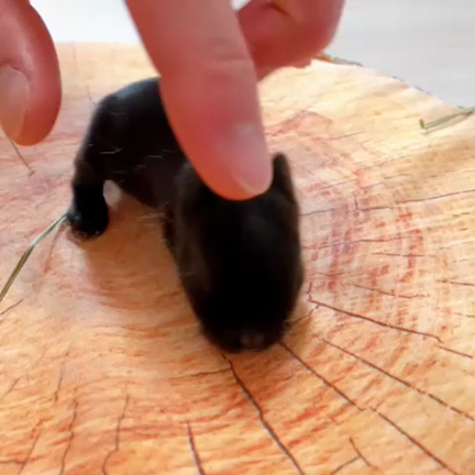 いっちゃいになりましたの記事動画