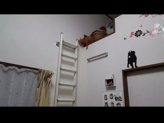 その後の様子【 子猫が先住猫と仲良くなるまで２】の記事動画