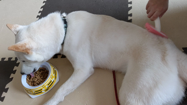 新高1は追いつかなければいけませんの記事動画