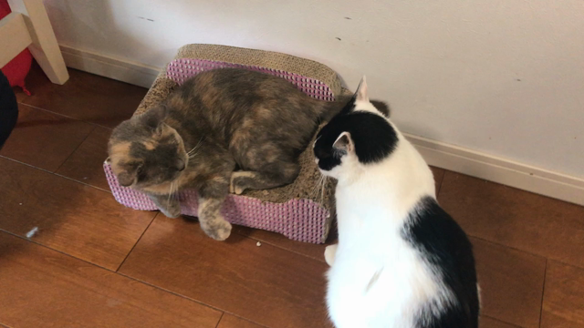 タピオカは大好きだけど地球は大事の記事動画