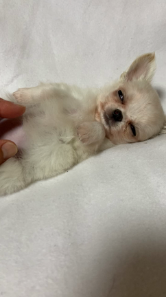 チョコ盛りとクリーム兄弟はご家族様が決まりましたの記事動画