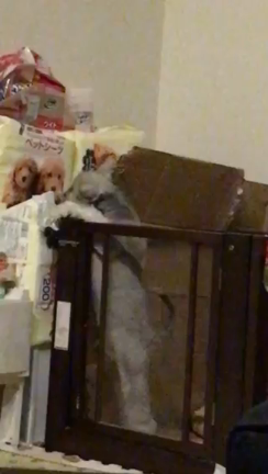 Happy～の記事動画