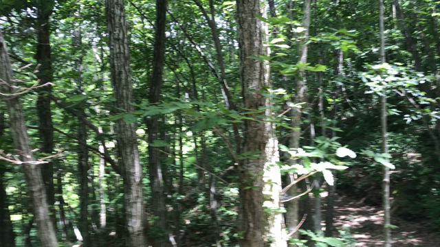 夏が来た〜(๑>◡<๑)の記事動画