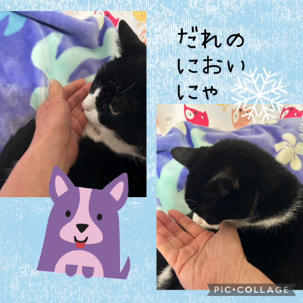 猫用の記事動画