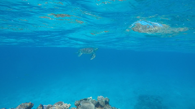 めんそーれーしまそーれの記事動画