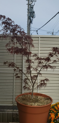 自宅のシダレモミジですの記事動画